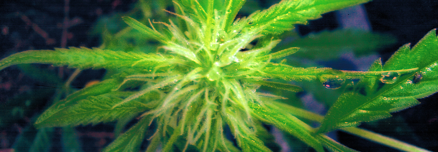 top_hemp.jpg